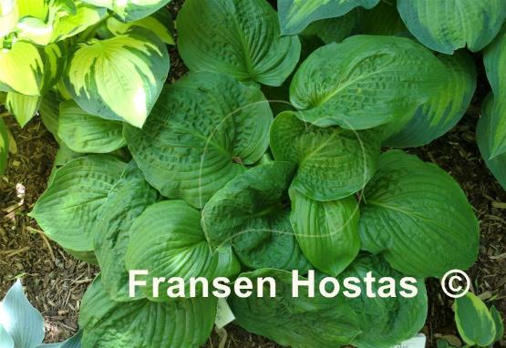 Hosta Lakeside Grumpy Green